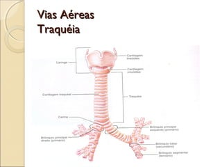 Vias AéreasVias Aéreas
TraquéiaTraquéia
 