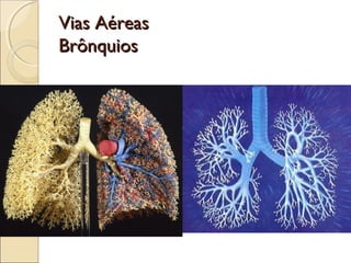 Vias AéreasVias Aéreas
BrônquiosBrônquios
 