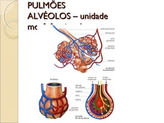 PULMÕESPULMÕES
ALVÉOLOS – unidadeALVÉOLOS – unidade
morfofuncionalmorfofuncional
 