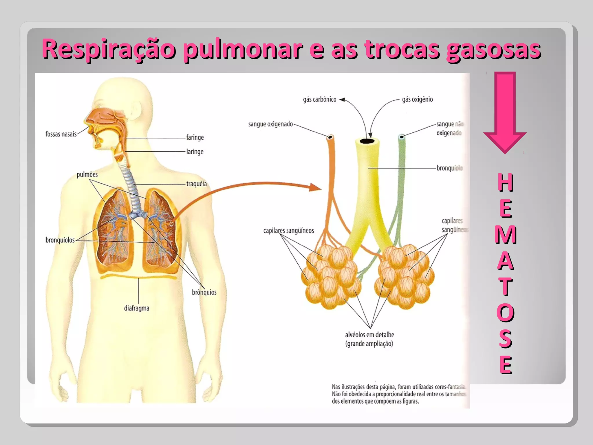 Respiração pulmonar e as trocas gasosasRespiração pulmonar e as trocas gasosas
HH
EE
MM
AA
TT
OO
SS
EE