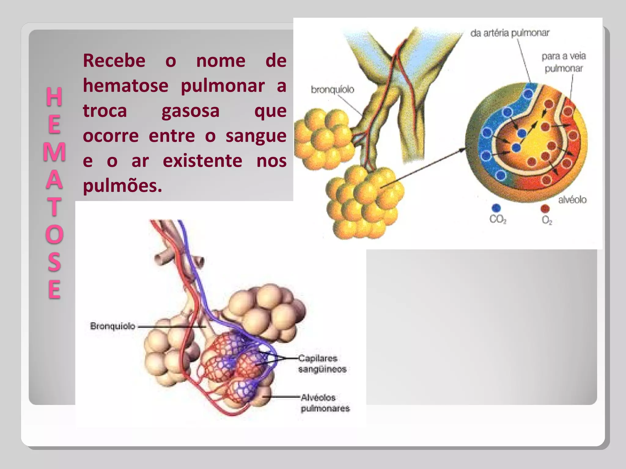 Recebe o nome de
hematose pulmonar a
troca gasosa que
ocorre entre o sangue
e o ar existente nos
pulmões.
