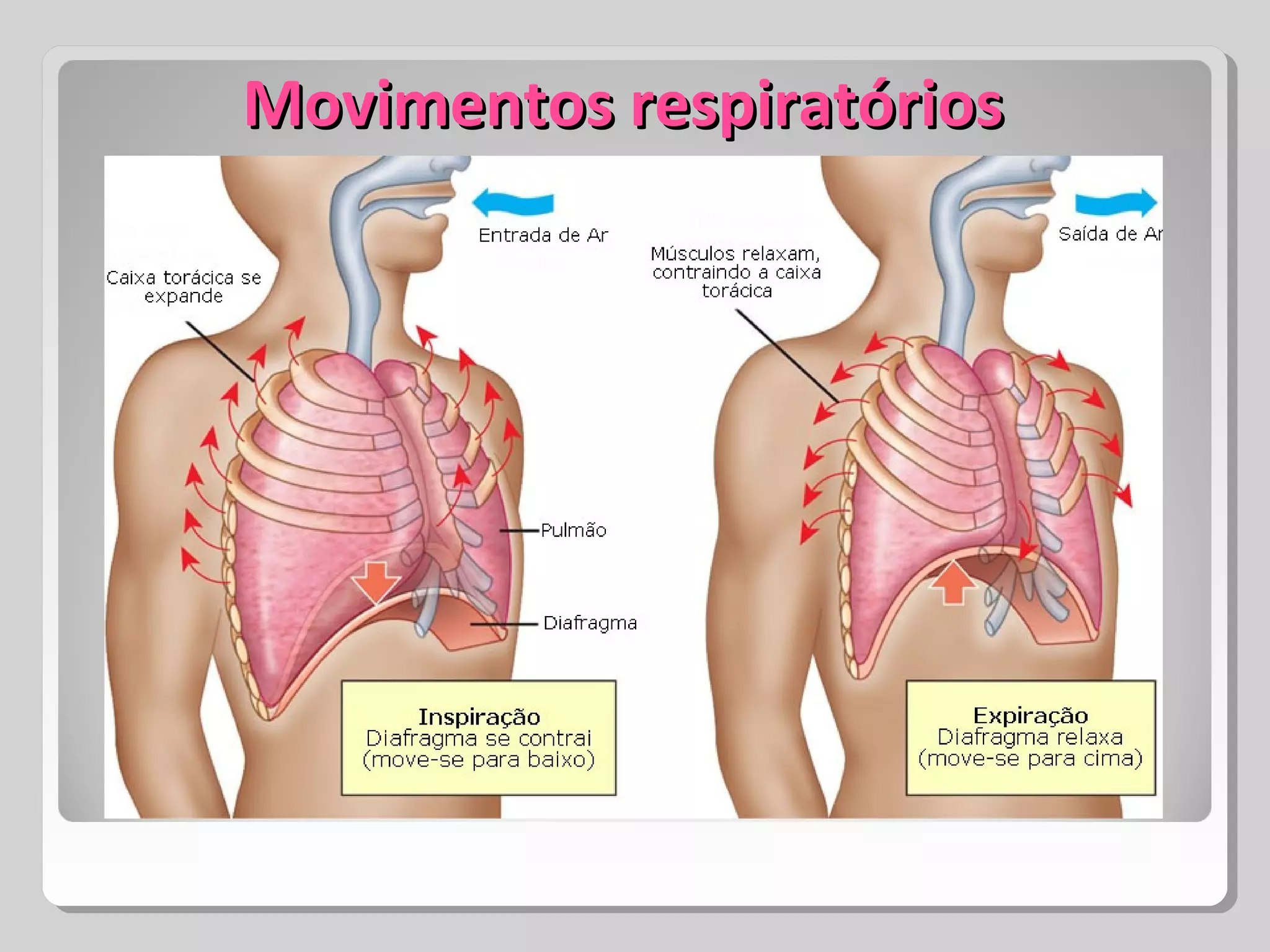 Movimentos respiratóriosMovimentos respiratórios