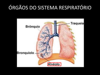 ÓRGÃOS DO SISTEMA RESPIRATÓRIO 
 
