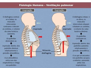 VENTILAÇÃO PULMONAR 
 