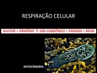 RESPIRAÇÃO CELULAR 
MITOCÔNDRIA 
 