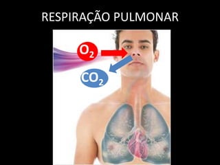 RESPIRAÇÃO PULMONAR 
O2 
CO2 
 