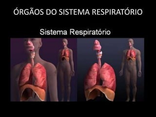 ÓRGÃOS DO SISTEMA RESPIRATÓRIO 
 