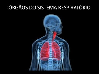 ÓRGÃOS DO SISTEMA RESPIRATÓRIO 
 