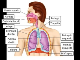 ÓRGÃOS DO SISTEMA RESPIRATÓRIO 
Fossas nasais 
Narinas 
Cavidade bucal 
Faringe 
Laringe 
Traquéia 
Brônquio 
esquerdo 
Brônquio 
direito 
Pulmão 
direito 
Pulmão 
esquerdo 
Pleura 
Diafragma 
 
