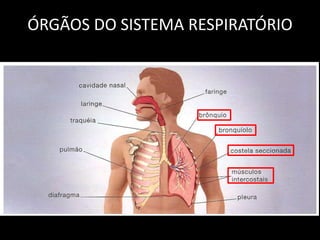 ÓRGÃOS DO SISTEMA RESPIRATÓRIO 
 