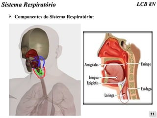 SSiisstteemmaa RReessppiirraattóórriioo LLCCBB 88NN 
➢ Componentes do Sistema Respiratório: 
1111 
 