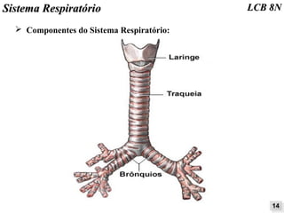 SSiisstteemmaa RReessppiirraattóórriioo LLCCBB 88NN 
➢ Componentes do Sistema Respiratório: 
1144 
 