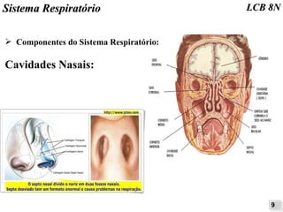 SSiisstteemmaa RReessppiirraattóórriioo LLCCBB 88NN 
➢ Componentes do Sistema Respiratório: 
Cavidades Nasais: 
99 
 