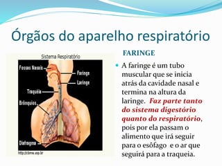 Órgãos do aparelho respiratório
FARINGE
 A faringe é um tubo
muscular que se inicia
atrás da cavidade nasal e
termina na altura da
laringe. Faz parte tanto
do sistema digestório
quanto do respiratório,
pois por ela passam o
alimento que irá seguir
para o esôfago e o ar que
seguirá para a traqueia.
 