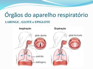 Órgãos do aparelho respiratório
LARINGE , GLOTE e EPIGLOTE
 
