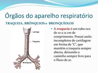 Órgãos do aparelho respiratório
TRAQUEIA, BRÔNQUIOS e BRONQUÍOLOS
 A traqueia é um tubo oco
de 10 a 12 cm de
comprimento. Possui anéis
incompletos de cartilagem
em forma de “C”, que
mantêm a traqueia sempre
aberta, deixando o
caminho sempre livre para
o fluxo de ar.
 