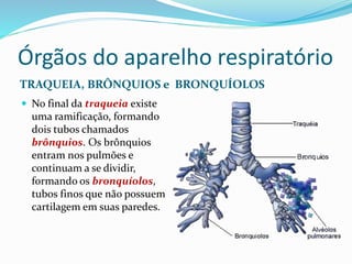 Órgãos do aparelho respiratório
TRAQUEIA, BRÔNQUIOS e BRONQUÍOLOS
 No final da traqueia existe
uma ramificação, formando
dois tubos chamados
brônquios. Os brônquios
entram nos pulmões e
continuam a se dividir,
formando os bronquíolos,
tubos finos que não possuem
cartilagem em suas paredes.
 