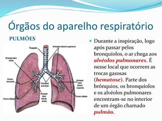 Órgãos do aparelho respiratório
PULMÕES  Durante a inspiração, logo
após passar pelos
bronquíolos, o ar chega aos
alvéolos pulmonares. É
nesse local que ocorrem as
trocas gasosas
(hematose). Parte dos
brônquios, os bronquíolos
e os alvéolos pulmonares
encontram-se no interior
de um órgão chamado
pulmão.
 