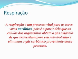Respiração
A respiração é um processo vital para os seres
vivos aeróbios, pois é a partir dela que as
células dos organismos obtêm o gás oxigênio
de que necessitam para seu metabolismo e
eliminam o gás carbônico proveniente desse
processo.
 