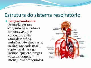 Estrutura do sistema respiratório
 Porção condutora:
Formada por um
conjunto de estruturas
responsáveis por
conduzir o ar da
atmosfera até os
pulmões. São elas: nariz,
narina, cavidade nasal,
septo nasal, faringe,
laringe, epiglote, pregas
vocais, traqueia,
brônquios e bronquíolos.
 