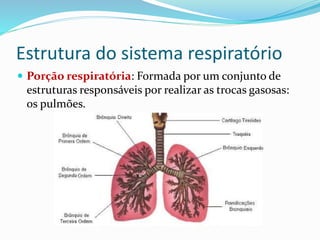 Estrutura do sistema respiratório
 Porção respiratória: Formada por um conjunto de
estruturas responsáveis por realizar as trocas gasosas:
os pulmões.
 