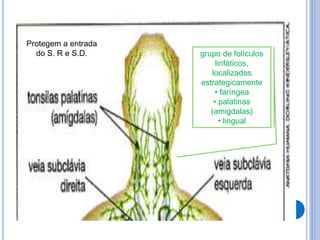 grupo de folículos
linfáticos,
localizados
estrategicamente
• faríngea
• palatinas
(amigdalas)
• lingual
Protegem a entrada
do S. R e S.D.
 