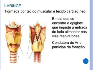 LARINGE
Formada por tecido muscular e tecido cartilagíneo;
• É nela que se
encontra a epiglote
que impede a entrada
do bolo alimentar nas
vias respiratórias;
• Condutora do Ar e
participa da fonação.
 