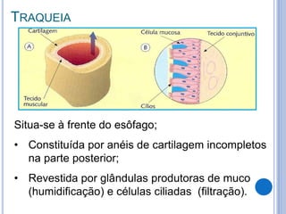 TRAQUEIA
Situa-se à frente do esôfago;
• Constituída por anéis de cartilagem incompletos
na parte posterior;
• Revestida por glândulas produtoras de muco
(humidificação) e células ciliadas (filtração).
 