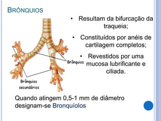 BRÔNQUIOS
• Resultam da bifurcação da
traqueia;
• Constituídos por anéis de
cartilagem completos;
• Revestidos por uma
mucosa lubrificante e
ciliada.
Quando atingem 0,5-1 mm de diâmetro
designam-se Bronquíolos
 