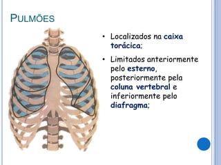 PULMÕES
• Localizados na caixa
torácica;
• Limitados anteriormente
pelo esterno,
posteriormente pela
coluna vertebral e
inferiormente pelo
diafragma;
 