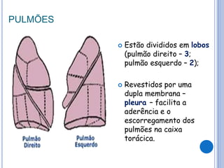 PULMÕES
 Estão divididos em lobos
(pulmão direito – 3;
pulmão esquerdo – 2);
 Revestidos por uma
dupla membrana –
pleura – facilita a
aderência e o
escorregamento dos
pulmões na caixa
torácica.
 