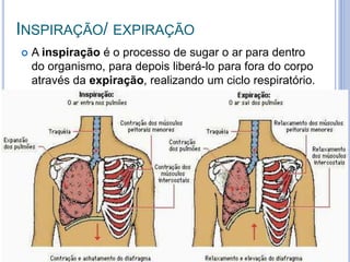 INSPIRAÇÃO/ EXPIRAÇÃO
 A inspiração é o processo de sugar o ar para dentro
do organismo, para depois liberá-lo para fora do corpo
através da expiração, realizando um ciclo respiratório.
 