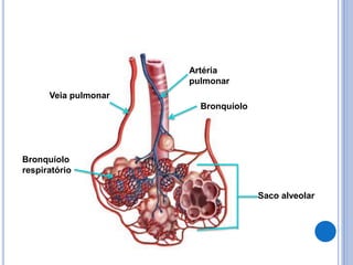 Veia pulmonar
Artéria
pulmonar
Bronquíolo
Bronquíolo
respiratório
Saco alveolar
 