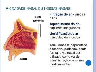 A CAVIDADE NASAL OU FOSSAS NASAIS
Filtração do ar – pêlos e
cílios
Aquecimento do ar –
capilares sanguíneos
Umidificação do ar –
glândulas da mucosa
Tem, também ,capacidade
absortiva, podendo, desta
forma, a via nasal ser
utilizada como via de
administração de alguns
medicamentos
 