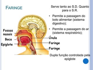 FARINGE
Fossas
nasais
Boca
Epiglote
Úvula
Faringe
Faringe
Serve tanto ao S.D. Quanto
para o S.R.
• Permite a passagem do
bolo alimentar (sistema
digestivo);
• Permite a passagem do ar
(sistema respiratório);
Dupla função controlada pela
epiglote
 