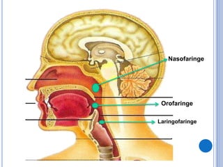 Nasofaringe
Orofaringe
Laringofaringe
 