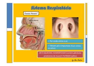 Sistema Respiratório
Fossas Nasais*
Nervos olfativos
by Ana Kastroby Ana Kastro
 Por onde entra o ar;
 Filtram pó e impurezas (ficam retidos
nos pêlos);
AR É AQUECIDO, HUMIDIFICADO (contém glândulas
produtoras de muco) E FILTRADO (pêlos)
AR É AQUECIDO, HUMIDIFICADO (contém glândulas
produtoras de muco) E FILTRADO (pêlos)
 