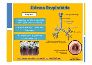 Sistema Respiratório
Traqueia*
Canal que contém igualmente
cartilagem (anéis incompletos)
Ramifica-se em 2 canais – os
brônquios
Bronquiolos
by Ana Kastroby Ana Kastrohttps://www.youtube.com/watch?v=UL6oW8OdkxU
Traqueia e, ao fundo, a
bifurcação para os
brônquios
Contém cílios e glândulas
produtoras de muco
1,5 centímetros de diâmetro por
10-12 centímetros de comprimento
Bronquiolos
 