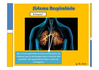 Sistema Respiratório
Brônquios*
by Ana Kastroby Ana Kastro
São 2! Correspondem às duas ramificações da
traqueia que se prolongam para o interior dos
pulmões. Têm igualmente cílios e anéis de
cartilagem!
 