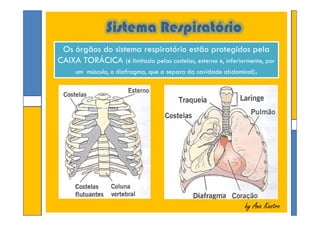 Sistema Respiratório
Os órgãos do sistema respiratório estão protegidos pela
CAIXA TORÁCICA (é limitada pelas costelas, esterno e, inferiormente, por
um músculo, o diafragma, que a separa da cavidade abdominal).
Os órgãos do sistema respiratório estão protegidos pela
CAIXA TORÁCICA (é limitada pelas costelas, esterno e, inferiormente, por
um músculo, o diafragma, que a separa da cavidade abdominal).
by Ana Kastroby Ana Kastro
 