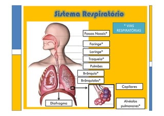 Sistema Respiratório
Fossas Nasais*
Faringe*
Laringe*
Traqueia*
* VIAS
RESPIRATÓRIAS
by Ana Kastroby Ana Kastro
Traqueia*
Pulmões
Brônquio*
Brônquiolos*
Capilares
Alvéolos
pulmonares*
Diafragma
 