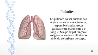 10
Pulmões
Os pulmões do ser humano são
órgãos do sistema respiratório,
responsáveis pelas trocas
gasosas entre o ambiente e o
sangue. Sua principal função é
oxigenar o sangue e eliminar o
dióxido de carbono do corpo.
 