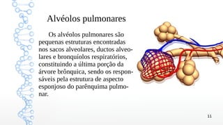 11
Alvéolos pulmonares
Os alvéolos pulmonares são
pequenas estruturas encontradas
nos sacos alveolares, ductos alveo-
lares e bronquíolos respiratórios,
constituindo a última porção da
árvore brônquica, sendo os respon-
sáveis pela estrutura de aspecto
esponjoso do parênquima pulmo-
nar.
 