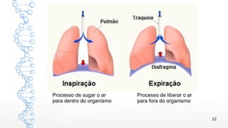 12
Processo de sugar o ar
para dentro do organismo
Processo de liberar o ar
para fora do organismo
 