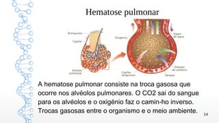 14
Hematose pulmonar
A hematose pulmonar consiste na troca gasosa que
ocorre nos alvéolos pulmonares. O CO2 sai do sangue
para os alvéolos e o oxigénio faz o camin-ho inverso.
Trocas gasosas entre o organismo e o meio ambiente.
 