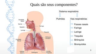 3
Quais são seus componentes?
Sistema respiratório
Pulmões Vias respiratórias
Fossas nasais
Faringe
Laringe
Traquéia
Brônquios
Bronquíolos
 