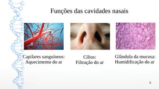 5
Funções das cavidades nasais
Cílios:
Filtração do ar
Capilares sanguíneos:
Aquecimento do ar
Glândula da mucosa:
Humidificação do ar
 