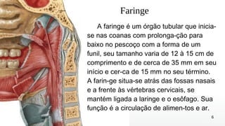 6
Faringe
A faringe é um órgão tubular que inicia-
se nas coanas com prolonga-ção para
baixo no pescoço com a forma de um
funil, seu tamanho varia de 12 à 15 cm de
comprimento e de cerca de 35 mm em seu
início e cer-ca de 15 mm no seu término.
A farin-ge situa-se atrás das fossas nasais
e a frente às vértebras cervicais, se
mantém ligada a laringe e o esôfago. Sua
função é a circulação de alimen-tos e ar.
 