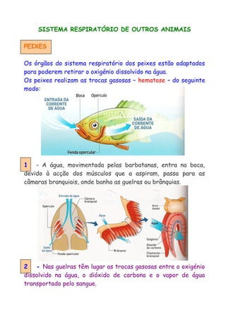 SISTEMA RESPIRATÓRIO DE OUTROS ANIMAIS
PEIXES
Os órgãos do sistema respiratório dos peixes estão adaptados
para poderem retirar o oxigénio dissolvido na água.
Os peixes realizam as trocas gasosas – hematose – do seguinte
modo:
1 - A água, movimentada pelas barbatanas, entra na boca,
devido à acção dos músculos que a aspiram, passa para as
câmaras branquiais, onde banha as guelras ou brânquias.
2 - Nas guelras têm lugar as trocas gasosas entre o oxigénio
dissolvido na água, o dióxido de carbono e o vapor de água
transportado pelo sangue.
 