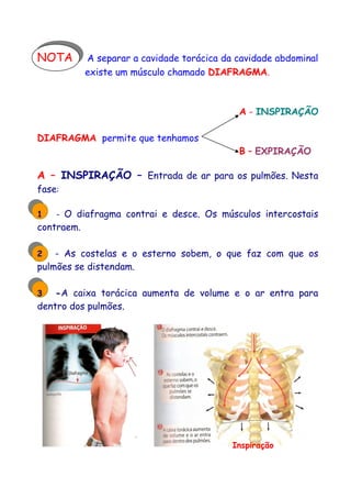 NOTA A separar a cavidade torácica da cavidade abdominal
existe um músculo chamado DIAFRAGMA.
A - INSPIRAÇÃO
DIAFRAGMA permite que tenhamos
B – EXPIRAÇÃO
A – INSPIRAÇÃO – Entrada de ar para os pulmões. Nesta
fase:
1 - O diafragma contrai e desce. Os músculos intercostais
contraem.
2 - As costelas e o esterno sobem, o que faz com que os
pulmões se distendam.
3 -A caixa torácica aumenta de volume e o ar entra para
dentro dos pulmões.
Inspiração
 